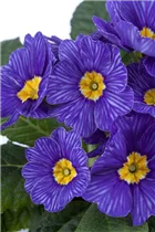  - Primula vulgaris 'Zebra Blue'