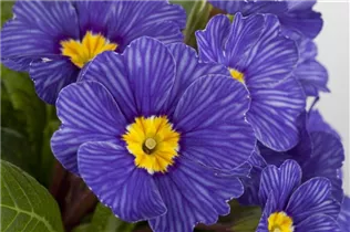  - Primula vulgaris 'Zebra Blue'