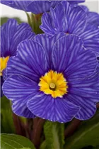  - Primula vulgaris 'Zebra Blue'