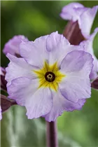  - Primula x pruhoniciana
