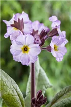  - Primula x pruhoniciana