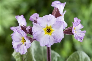  - Primula x pruhoniciana