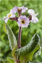  - Primula x pruhoniciana