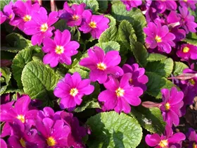  - Primula x pruhoniciana