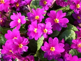  - Primula x pruhoniciana