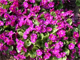  - Primula x pruhoniciana