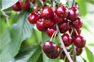  - Prunus avium 'Burlat'