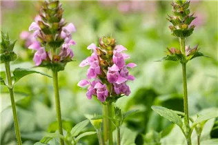  - Prunella grandiflora 'Rosea'