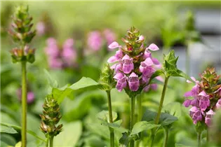  - Prunella grandiflora 'Rosea'