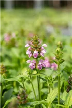  - Prunella grandiflora 'Rosea'