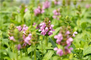  - Prunella grandiflora 'Rosea'
