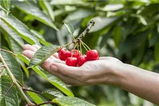  - Prunus avium 'Karina'