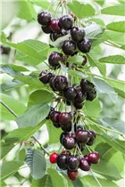  - Prunus avium 'Kordia'®