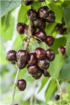  - Prunus avium 'Kordia'®