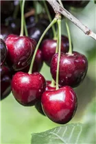  - Prunus avium 'Kordia'®