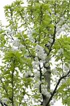 - Prunus avium 'Plena'  - Prunus avium 'Plena'