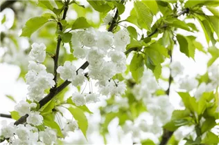 - Prunus avium 'Plena'  - Prunus avium 'Plena'