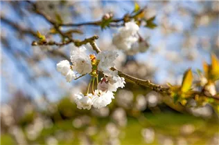 - Prunus avium 'Plena'  - Prunus avium 'Plena'