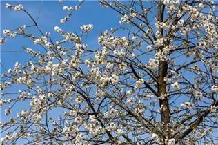 - Prunus avium 'Plena'  - Prunus avium 'Plena'