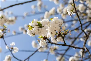 - Prunus avium 'Plena'  - Prunus avium 'Plena'