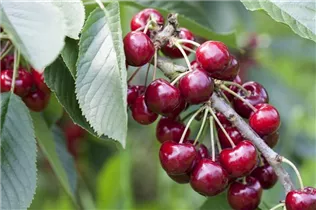  - Prunus cerasus 'Saphir'(s)