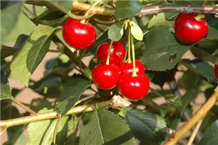  - Prunus cerasus 'Saphir'(s)