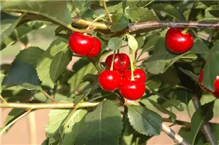  - Prunus cerasus 'Saphir'(s)