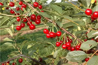  - Prunus cerasus 'Saphir'(s)