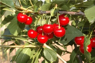  - Prunus cerasus 'Topas'®