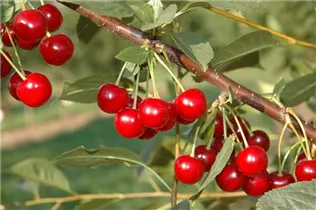  - Prunus cerasus 'Topas'®