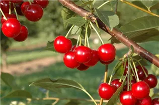  - Prunus cerasus 'Topas'®