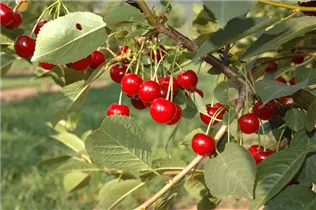  - Prunus cerasus 'Topas'®