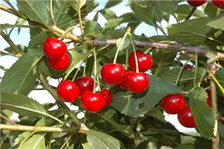  - Prunus cerasus 'Topas'®