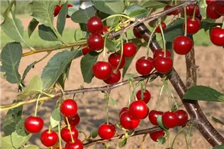  - Prunus cerasus 'Topas'®