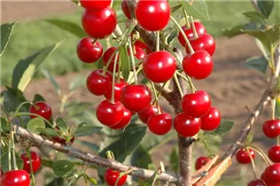  - Prunus cerasus 'Vowi'(s)