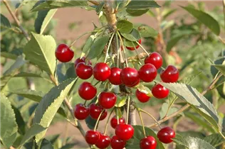  - Prunus cerasus 'Vowi'(s)