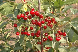  - Prunus cerasus 'Vowi'(s)