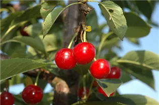  - Prunus cerasus 'Vowi'(s)