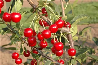  - Prunus cerasus 'Vowi'(s)