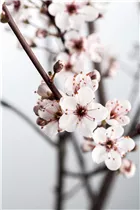 - Prunus cistena  - Prunus cistena