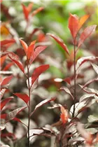 - Prunus cistena  - Prunus cistena