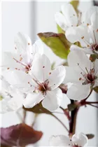 - Prunus cistena  - Prunus cistena