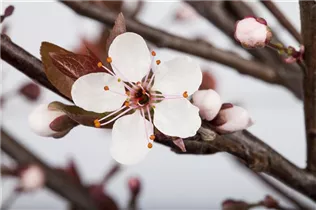 - Prunus cistena  - Prunus cistena