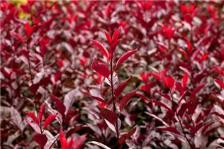 - Prunus cistena  - Prunus cistena