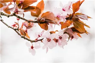 - Prunus cistena  - Prunus cistena