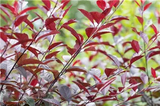 - Prunus cistena  - Prunus cistena