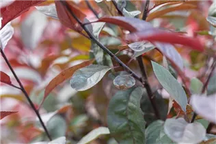 - Prunus cistena  - Prunus cistena
