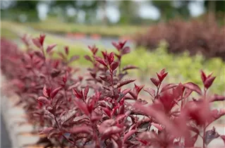 - Prunus cistena  - Prunus cistena