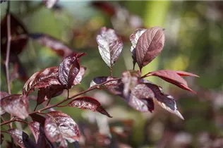  - Prunus cerasifera 'Trailblazer'