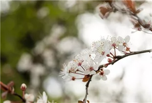  - Prunus cerasifera 'Trailblazer'